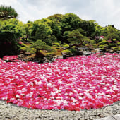 【第302回】大根島の牡丹