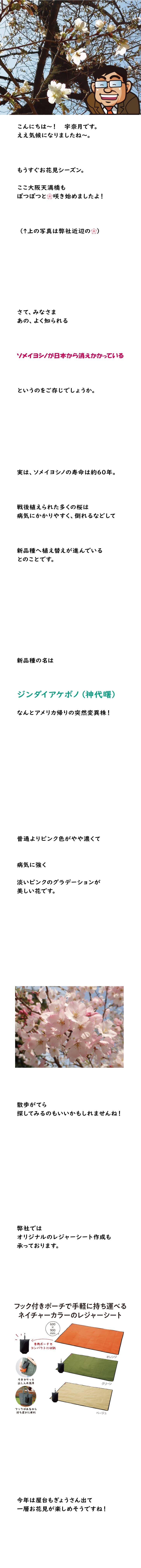 【第316回】新しい桜